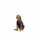 NR Dogs Rochie de câine gri