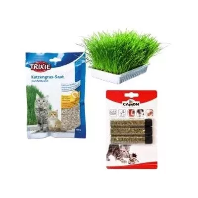 Larbă pentru pisici
