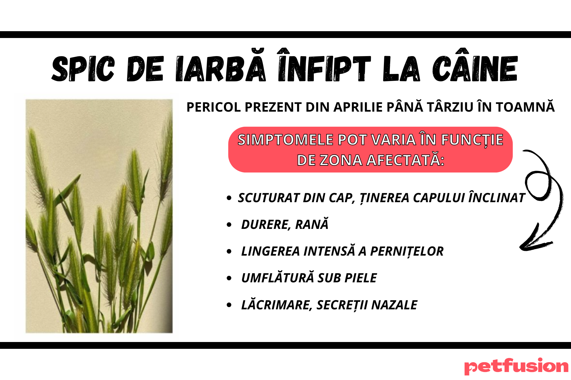 SPIC-DE-IARBA-INFIPT-LA-CAINE