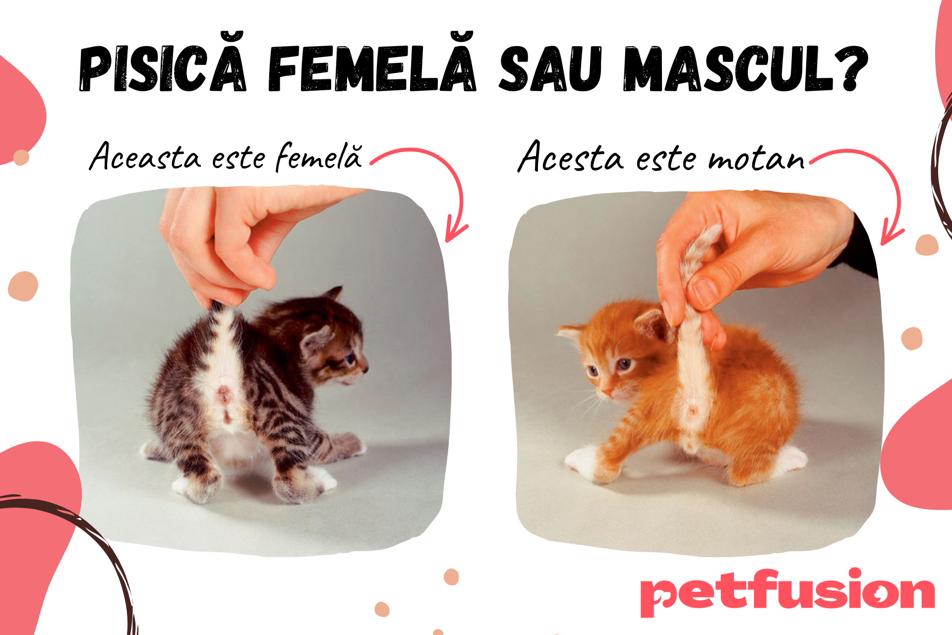 Pisica-femela-sau-mascul