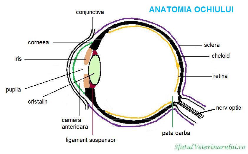 Ochiul pisicii lăcrimează – la ce ar trebui să fii atent?