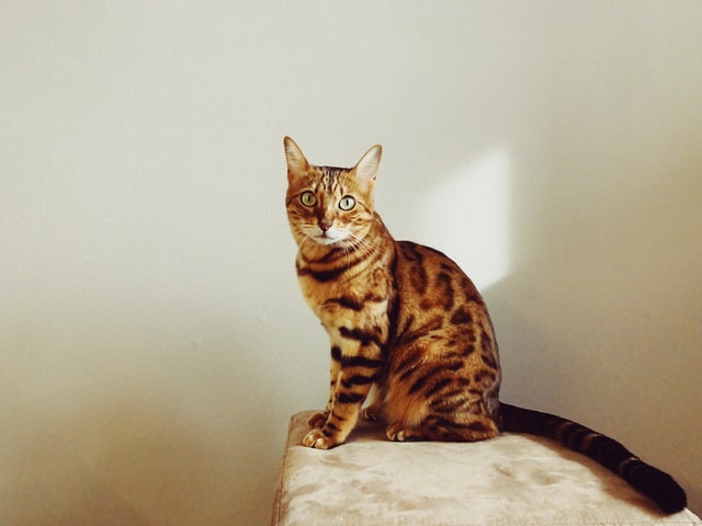 bengal-macska-tartasa 