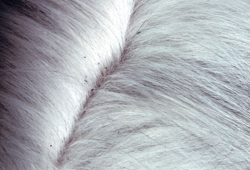 Cele mai frecvente boli de piele la pisici