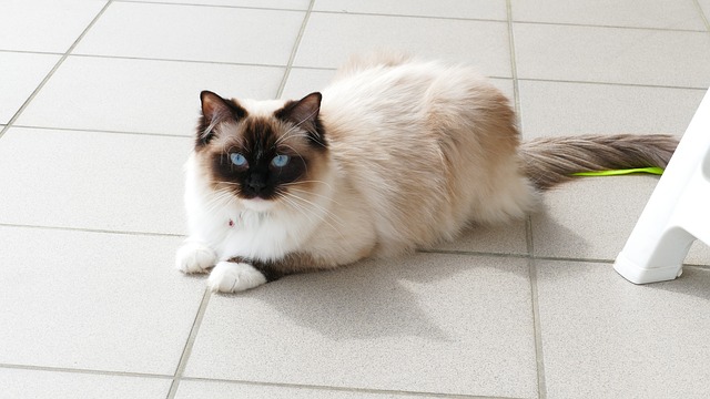 ragdoll-macska-elado