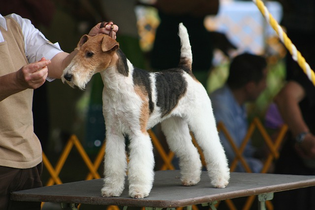A fox terrier – Un vânător mic și nobil