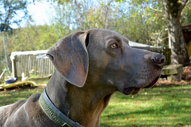 hosszuszoru-nemet-vizsla