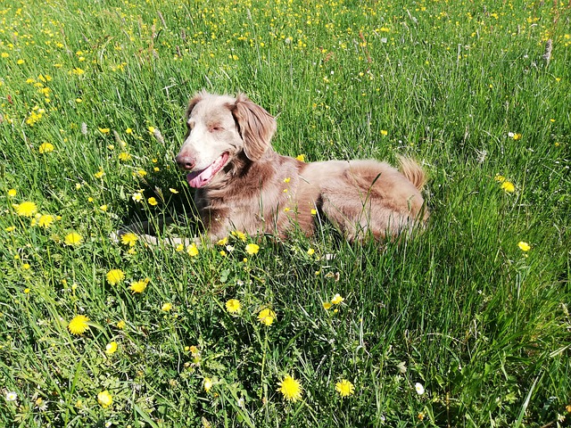 hosszuszoru-weimari-vizsla