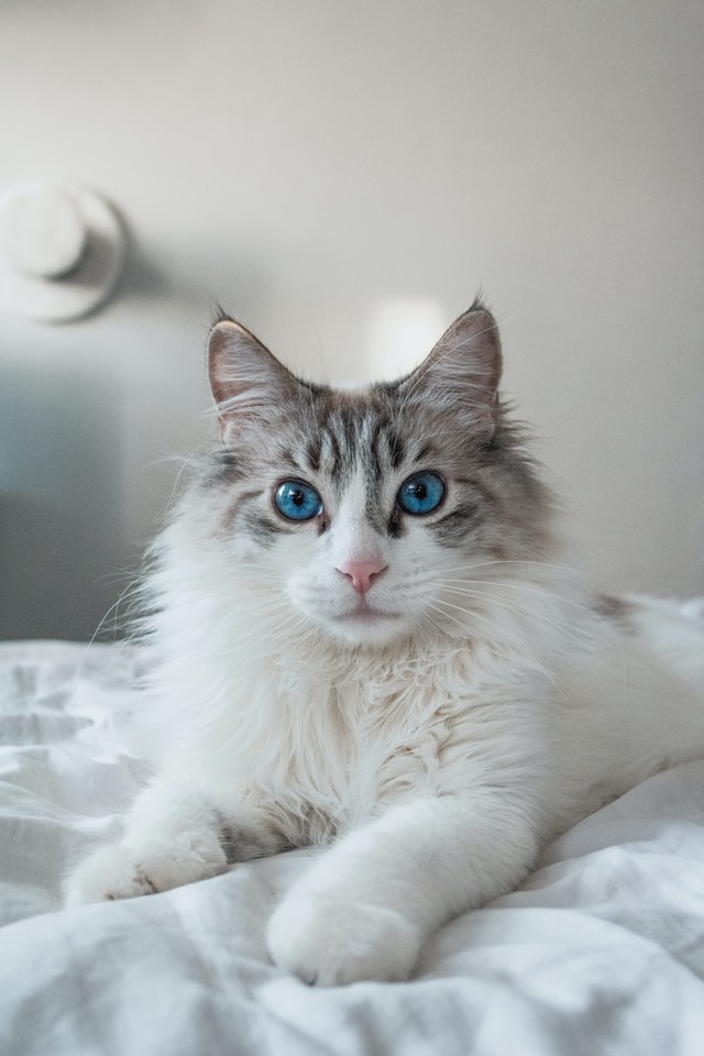ragdoll-macska