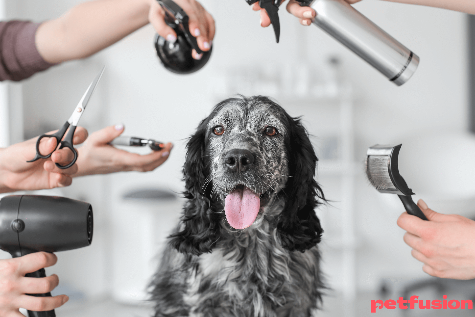 cainedebaie