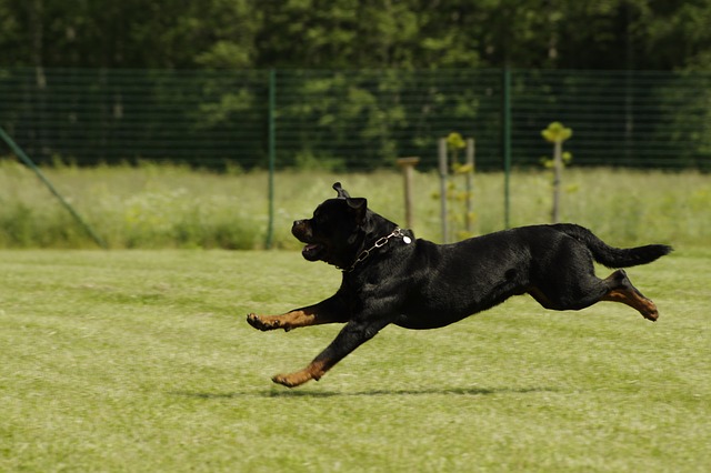 Caine Rottweiler – Gigantul neînțeles