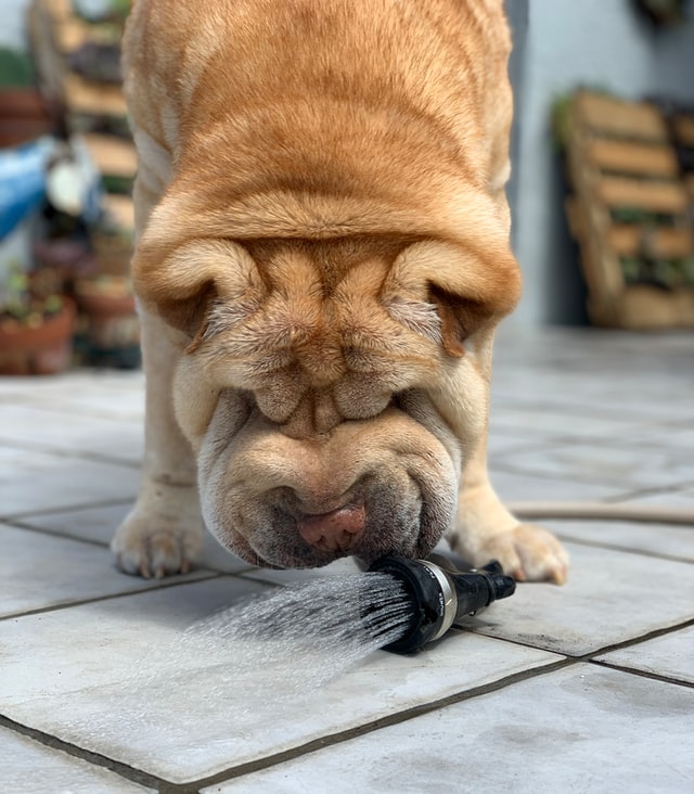 Caine Shar Pei – Sub straturi de piele, un favorit al familiei