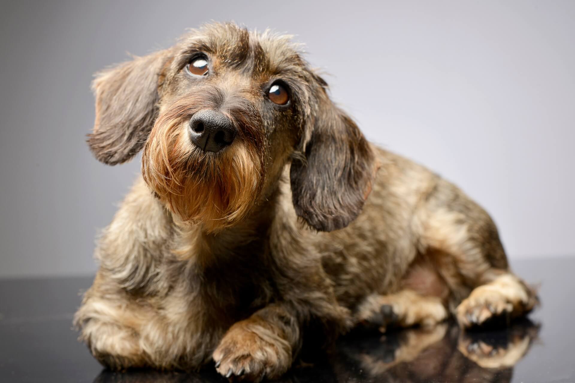 Teckel: Groaza blocurilor sau visul vânătorilor?