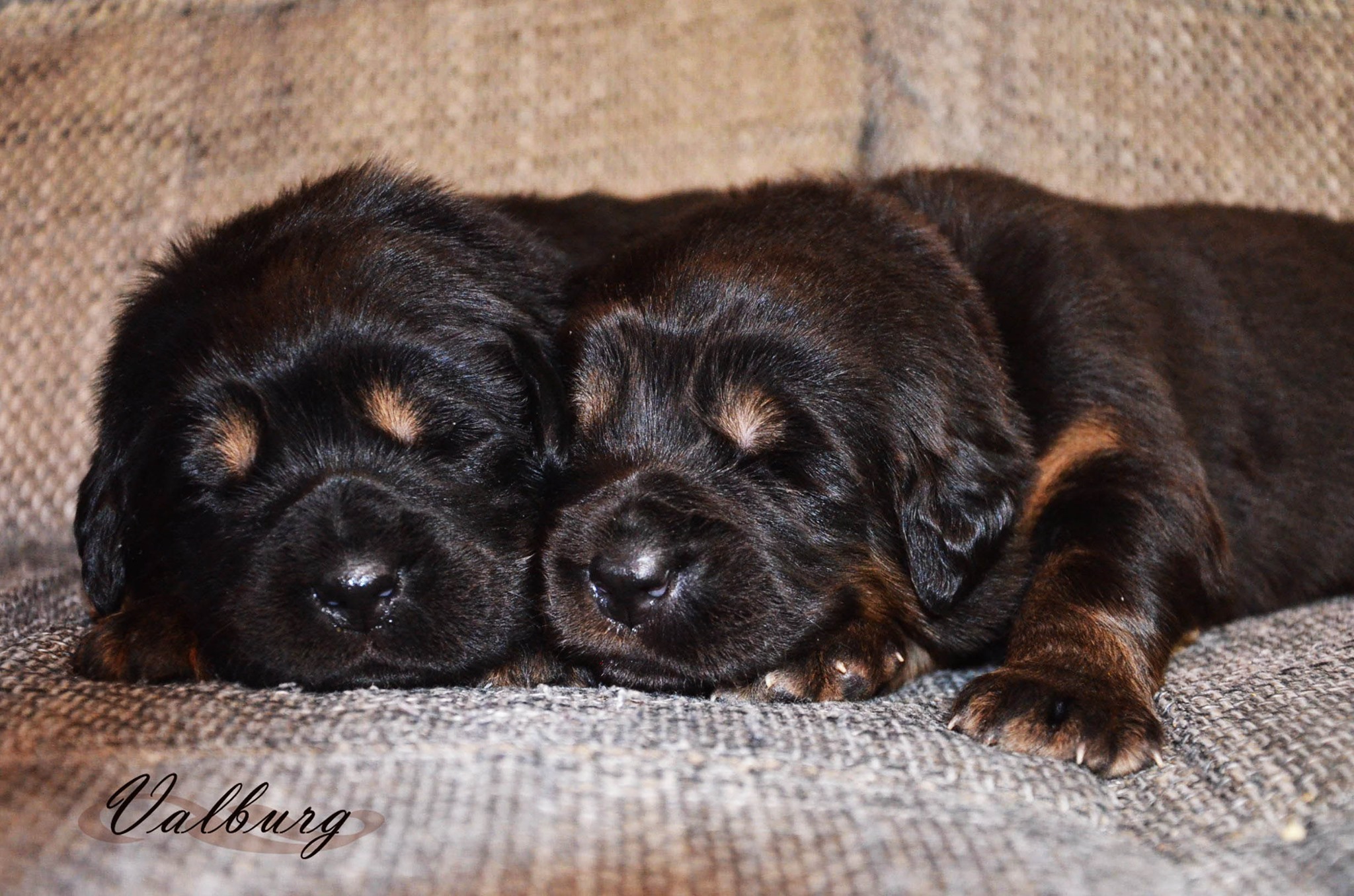 Mastiff tibetan – Păzitorul păcii budiste