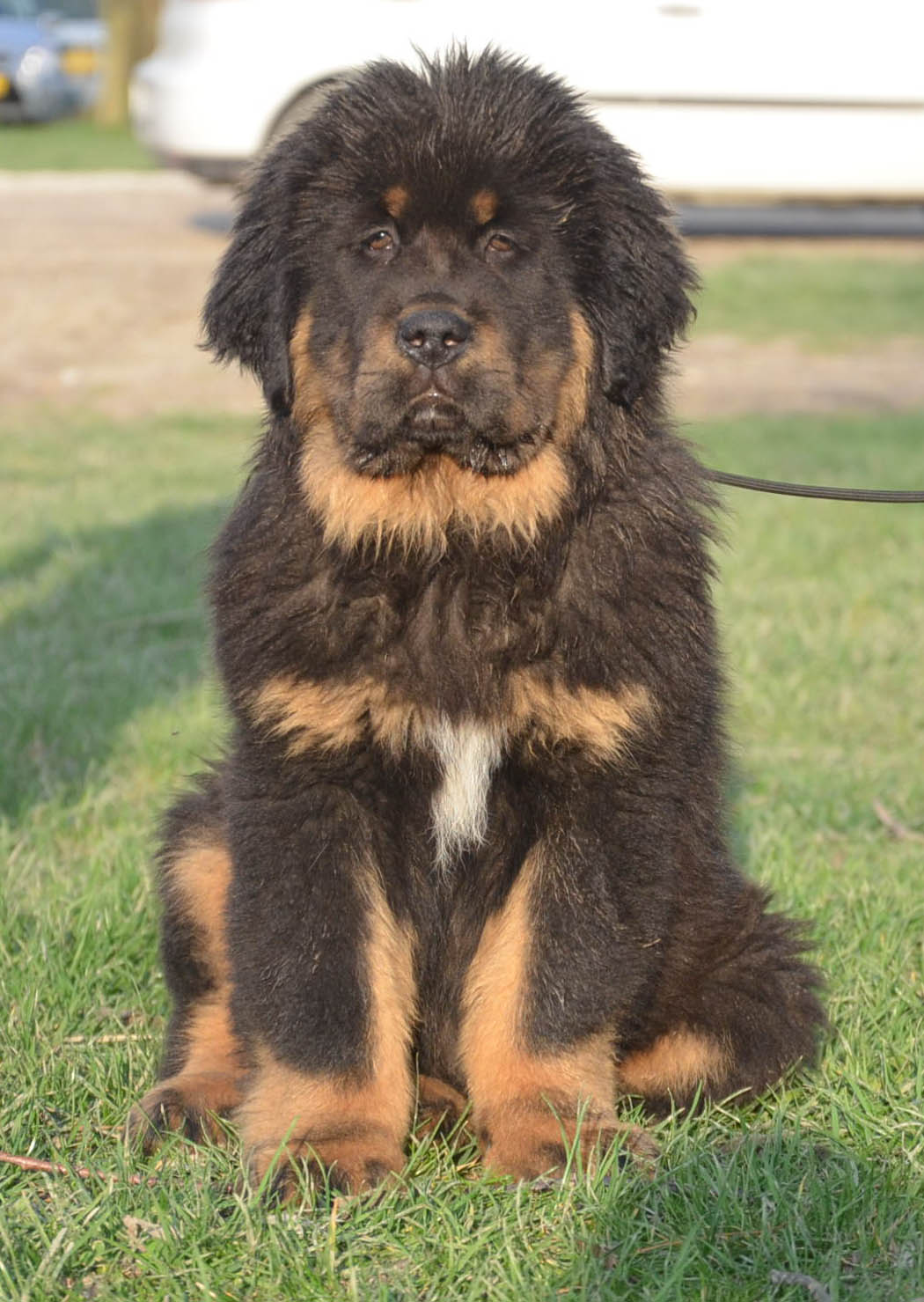 tibeti-masztiff-kolyok-ara