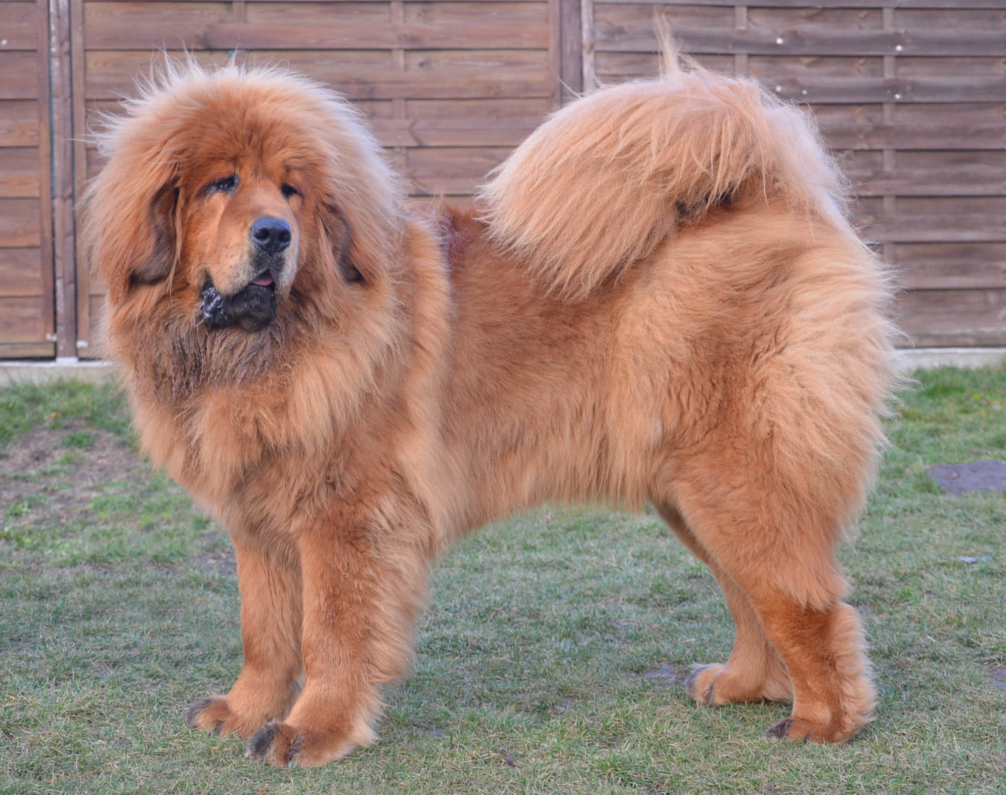 tibeti-masztiff-szinek