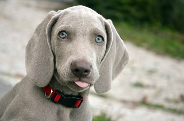 weimari-vizsla