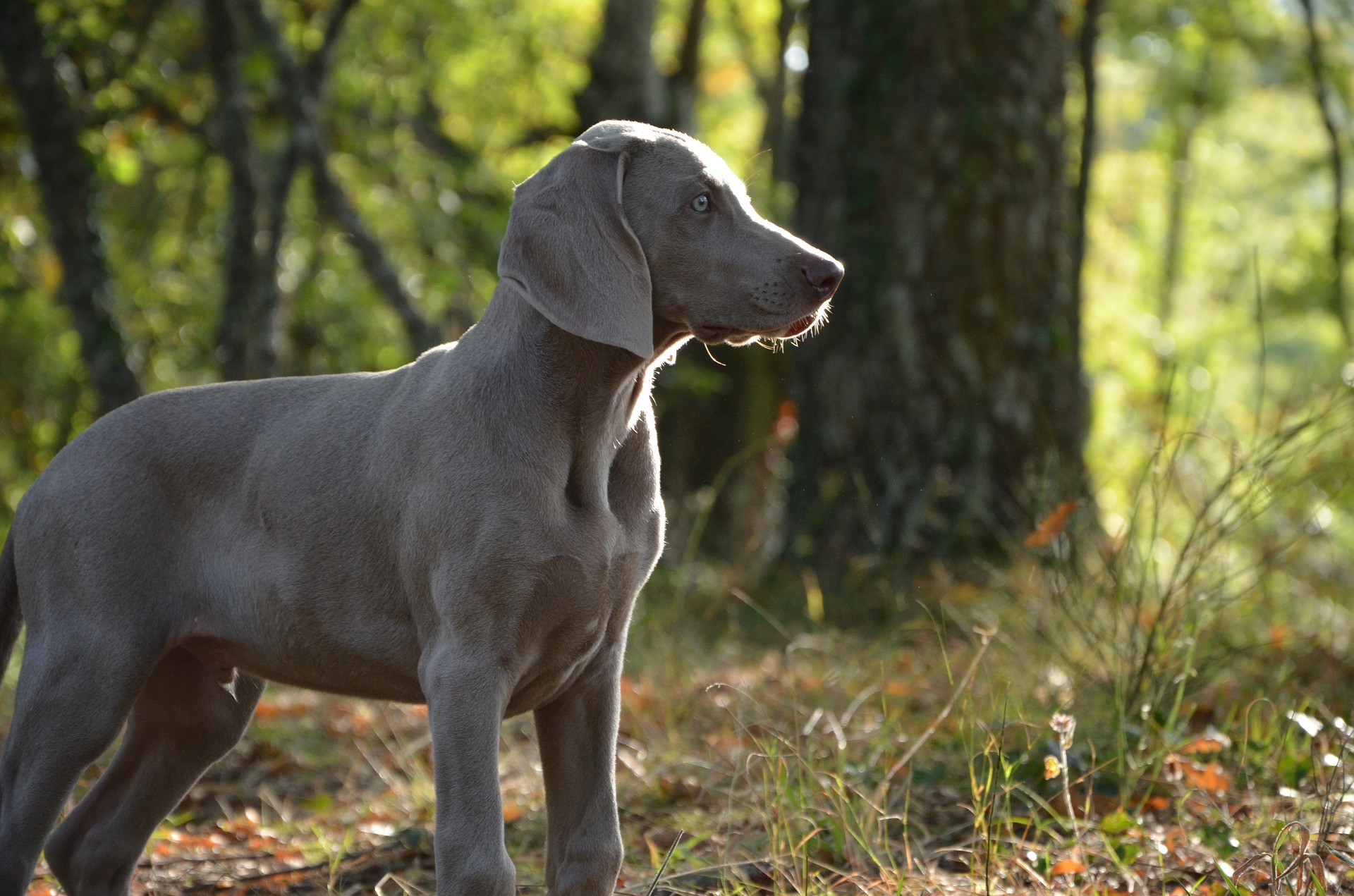 weimari-vizsla-ar