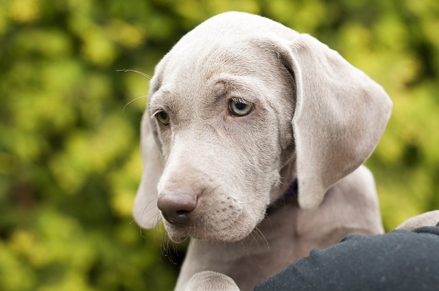 weimari-vizsla-kolyok