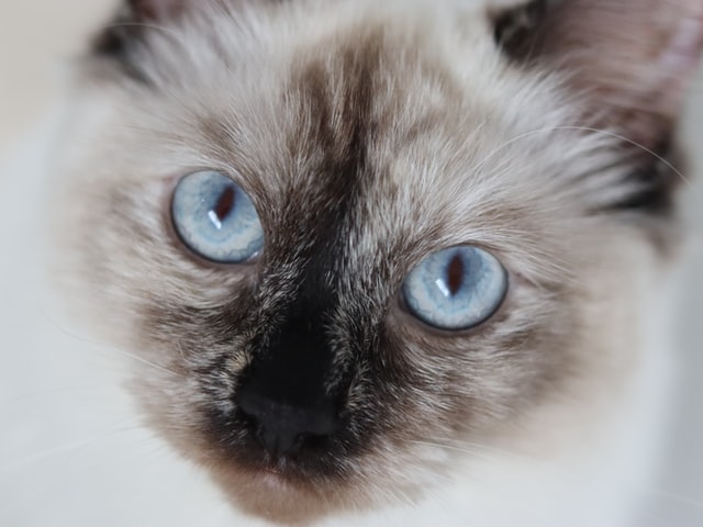 ragdoll